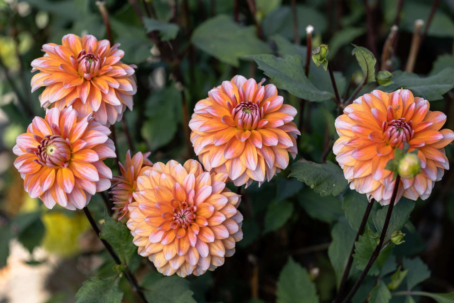 Daalia 'Peaches & Vanilla'